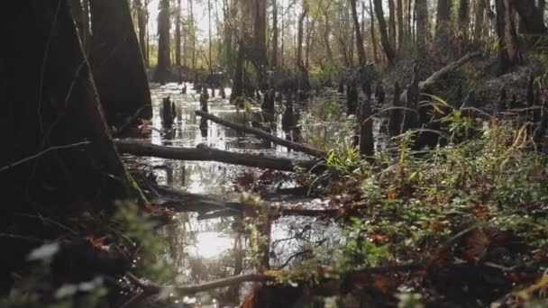 Širokoúhlá Pánev Přes Cypřišové Bažiny — Stock video