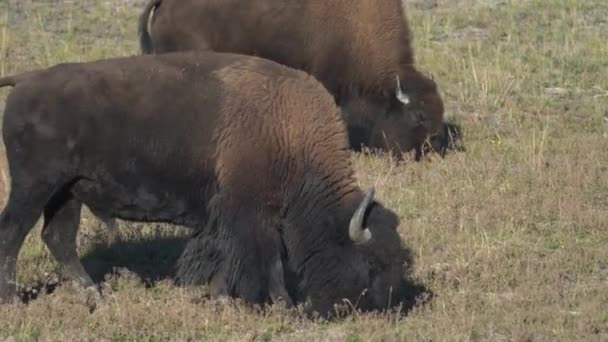 Bison Bulls Grazing Pasture Yellowstone National Park Wyoming Eua Close — Vídeo de Stock