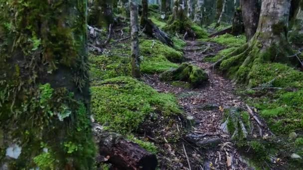 ニュージーランドのグレイシャーバーントラックの密なジャングルの中で緑の苔と植物と魔法のブナの森の道の遅いパンニングショット — ストック動画