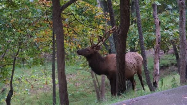 Ελάφι Τρώει Φύλλα Στο Lone Elk Park — Αρχείο Βίντεο