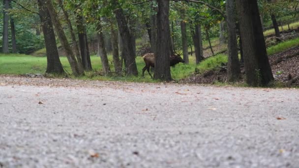 Pan Mengikuti Rusa Berjalan Taman Lone Elk — Stok Video