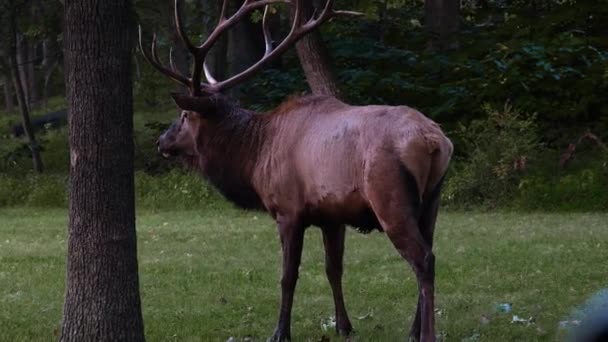 Primer Plano Alce Lone Elk Park — Vídeos de Stock