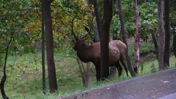 Elk Olhando Torno Lone Elk Park — Vídeo de Stock