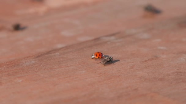 Macro Closeup Ladybug Fly — Stock Video