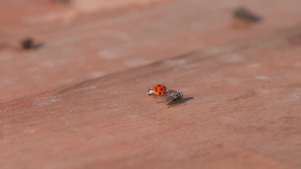 Makro Nahaufnahme Eines Marienkäfers Und Einer Fliege — Stockvideo