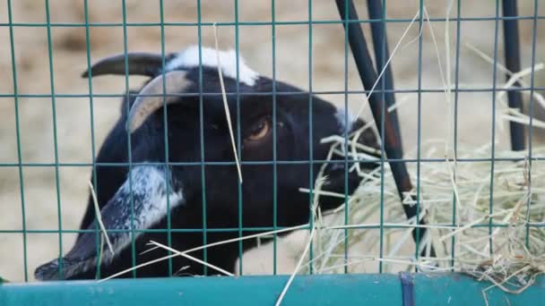 Menakjubkan Closeup Kambing Makan Jerami — Stok Video