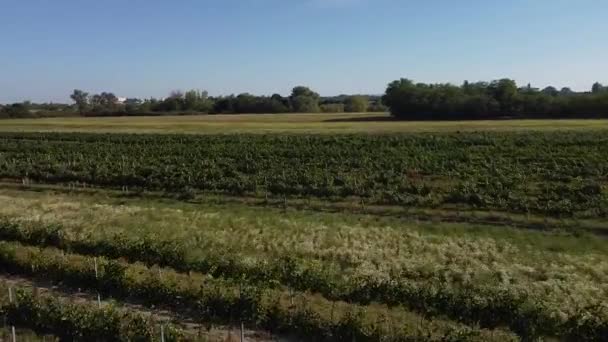 夏の日差しの中でブドウ畑を飛ぶ高速ドローン — ストック動画
