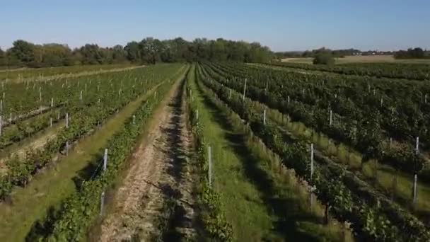 夏の日差しと青空のブドウ畑の上のドローン飛行 — ストック動画
