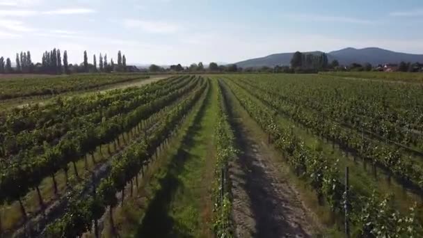 夏の日差しと青空のブドウ畑の上の高速ドローン飛行 — ストック動画
