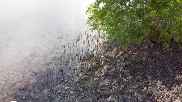 Luchtdrone Stijgt Boven Het Ecosysteem Van Kust Van Jonge Mangrove — Stockvideo