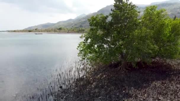 Aumento Vegetación Costera Tropical Manglares Árboles Costa Escarpada Remota Isla — Vídeos de Stock