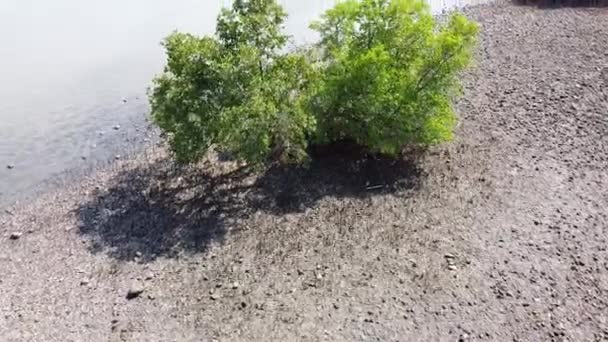 Sobrevolar Hábitat Del Ecosistema Manglar Costero Una Remota Isla Tropical — Vídeo de stock