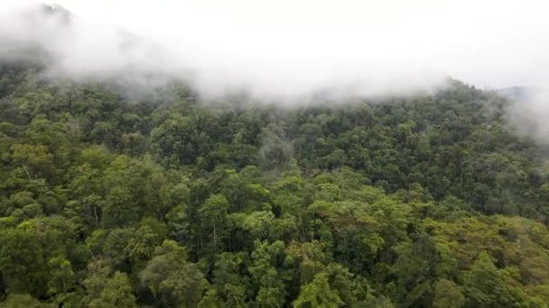 Disparo Aéreo Volando Sobre Dosel Primario Selva Tropical — Vídeo de stock
