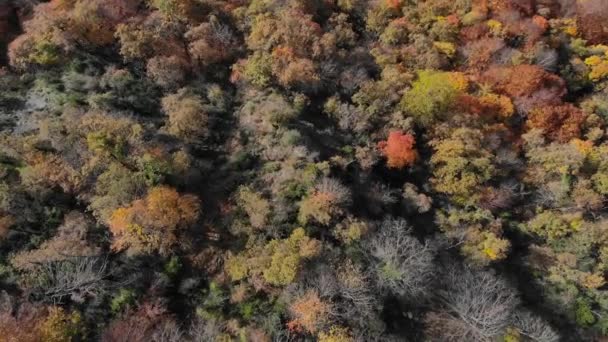 Luftaufnahme Eines Herbstwaldes Mit Bäumen Gelblichen Farben Spiralschuss — Stockvideo