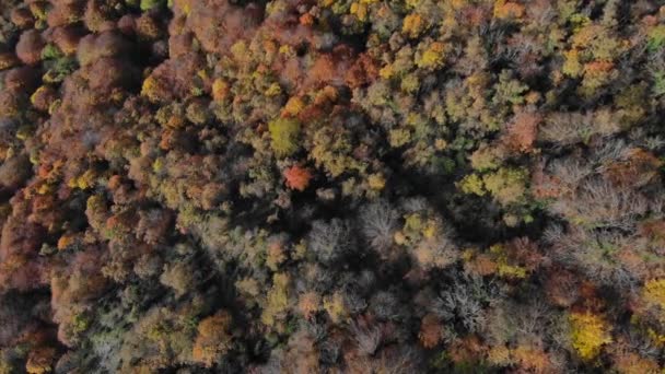 黄色の木々のある秋の森の雄大なショット ズームイン — ストック動画