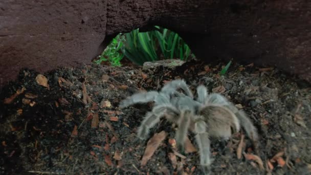 Μπροστά Από Κοντά Θέα Του Περπατήματος Tarantula — Αρχείο Βίντεο