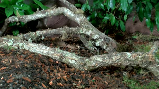 Přední Pohled Zblízka Chůze Tarantula — Stock video