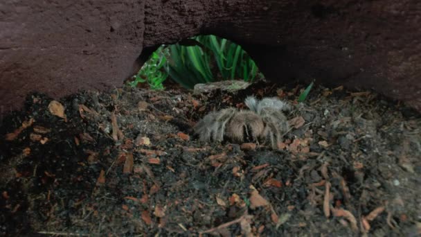 Voorzijde Close Zicht Wandelen Tarantula — Stockvideo