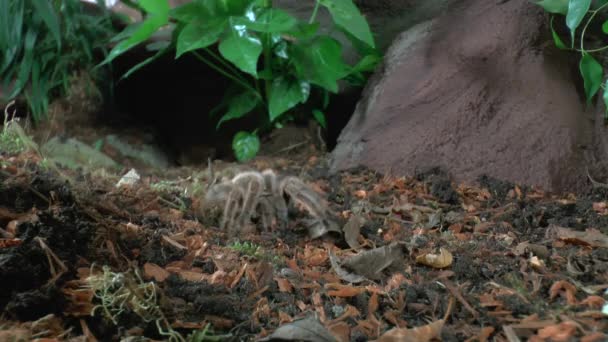 Przodu Widok Bliska Spacer Tarantula — Wideo stockowe