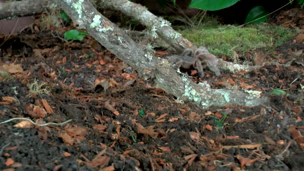 Nahaufnahme Der Wandelnden Vogelspinne — Stockvideo