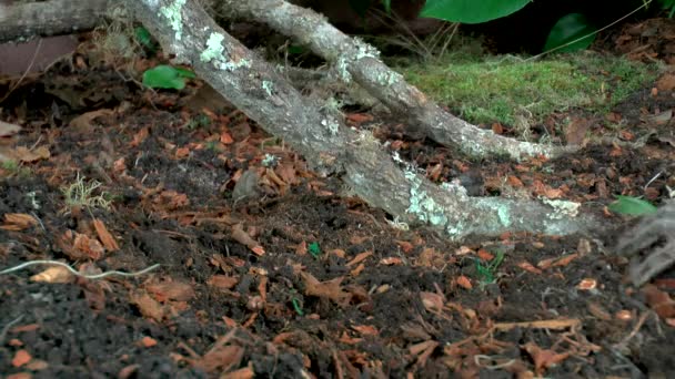 Nahaufnahme Der Wandelnden Vogelspinne — Stockvideo