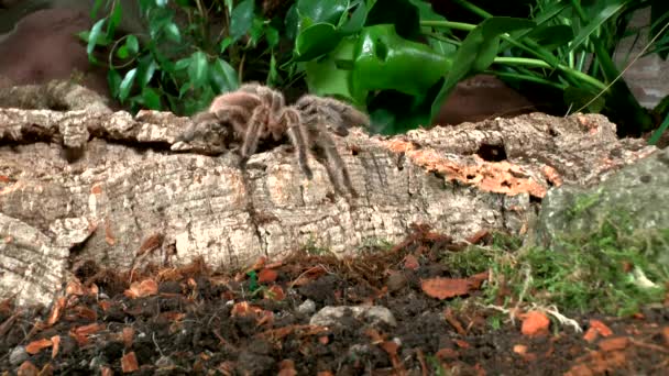 Vista Frontale Vicino Camminare Tarantula — Video Stock