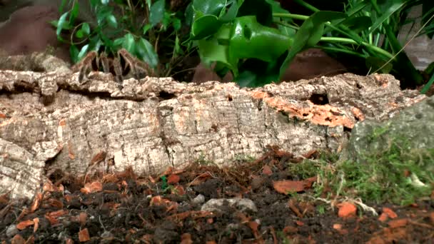 Voorzijde Close Zicht Wandelen Tarantula — Stockvideo