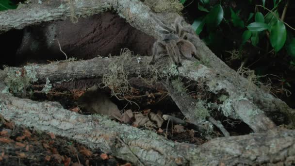 มมองด านหน าของ Tarantula — วีดีโอสต็อก