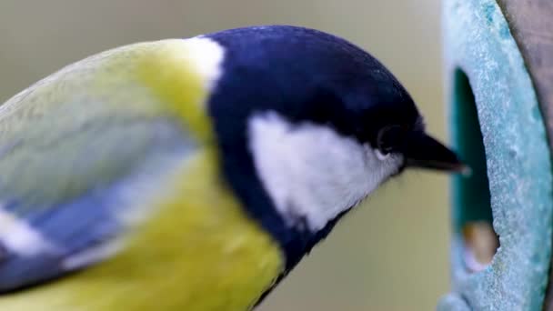 Super Cámara Lenta Filmación Macro Pájaro Volando Comedero Aves Comer — Vídeos de Stock