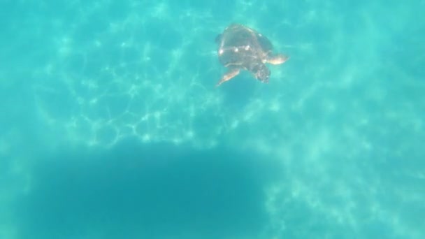 Turtle Swims Sea — Stock Video