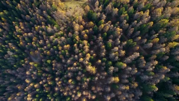 Arriba Hacia Abajo Bosque Otoño Naranja Nublado — Vídeos de Stock