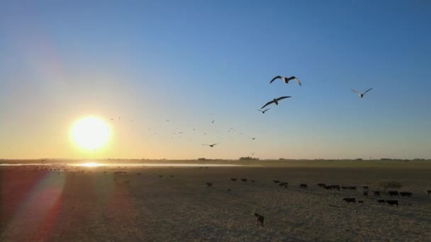 Backing Aerial Birds Flying Cows Wide Open Field Sunset — Stock Video