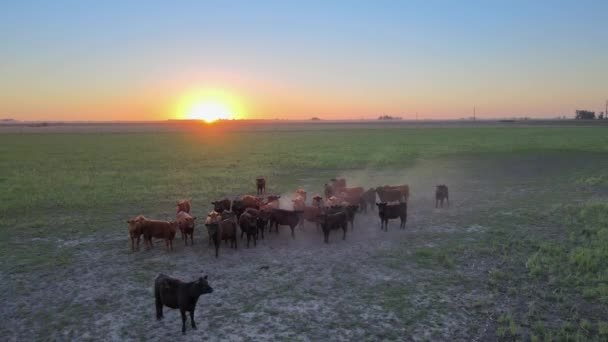 Aeronave Estática Grupo Vacas Pôr Sol Campo Pampas Argentina — Vídeo de Stock