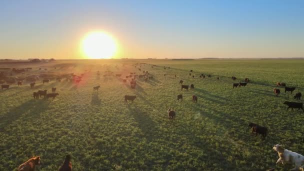 Aerial Pan Cows Running Sun Sunset Huge Pampas Field — Stock Video