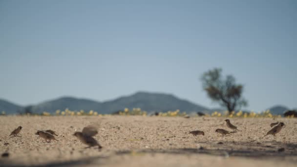 彼らの後ろの山とアフリカで飛び立ち始めるときに砂利道で食べる鳥のショット — ストック動画