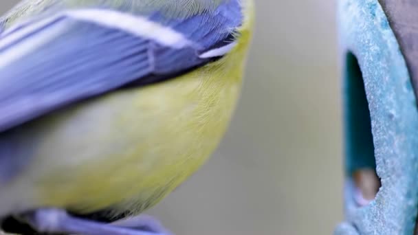 Super Cámara Lenta Filmación Macro Pájaro Volando Comedero Aves Comer — Vídeo de stock