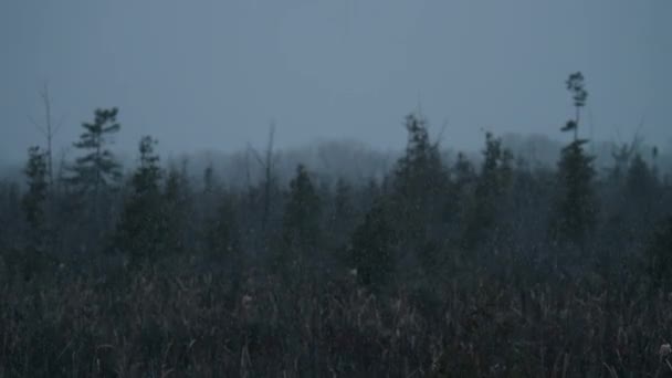 Tempête Neige Sur Les Champs Les Arbres Contre Ciel Couvert — Video