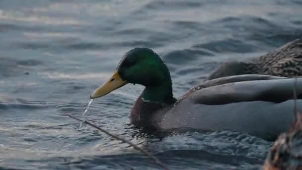 Par Patos Mallard Sumergiéndose Busca Comida Bajo Agua Slowmo — Vídeo de stock