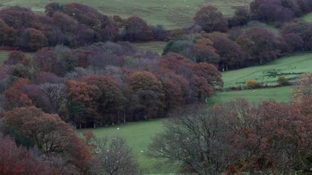 林地和群山间放羊的田野 威尔士 — 图库视频影像