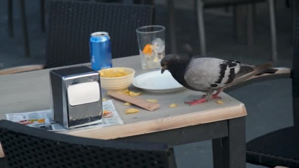 Paloma Comiendo Bar — Vídeos de Stock