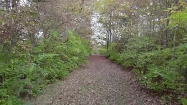 Vue Par Drone Déplaçant Travers Sentier Couvert Feuilles Dans Forêt — Video