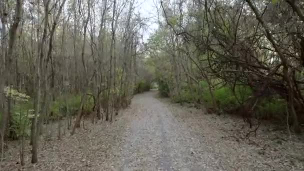 Vue Sur Drone Déplaçant Travers Sentier Couvert Feuilles Dans Forêt — Video