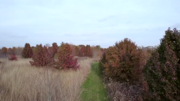 Déplaçant Dans Forêt Des Prairies Automne Vue Sur Drone — Video