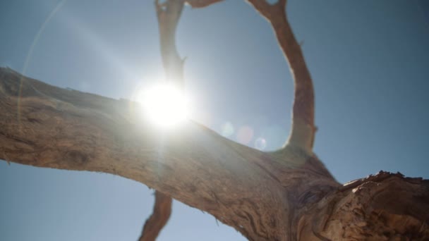 Pomalý dramatický pohyblivý záběr na spodní stranu stromu v Africe odhalující slunce s modrou oblohou.