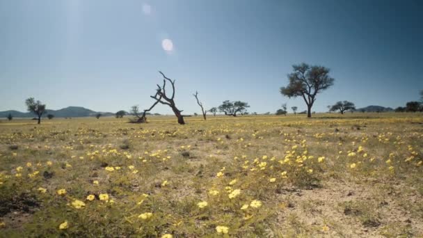 Gros Plan Tenu Main Fleurs Soufflant Dans Vent Sur Les — Video