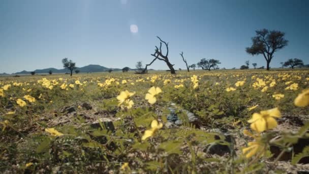 Slow Motion Rörlig Hand Höll Bred Bild Blommor Blåser Vinden — Stockvideo