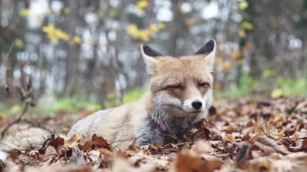 红狐躺在地上 颈上戴项圈 驯化动物概念 — 图库视频影像