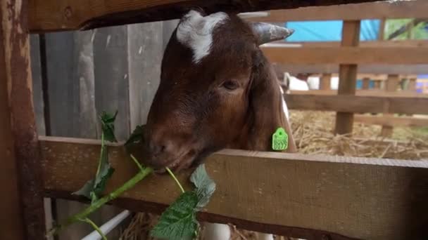 山羊吃草 看起来一点也不烦躁 — 图库视频影像