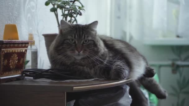 Een Mooie Kat Die Rondkijkt — Stockvideo