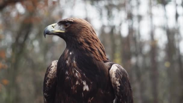 Golden Eagle Sitting Looking Head Closeup Static Closeup View — Stock Video